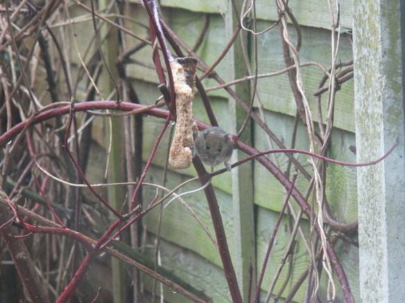 2016-03-09 16.48.58 (2)