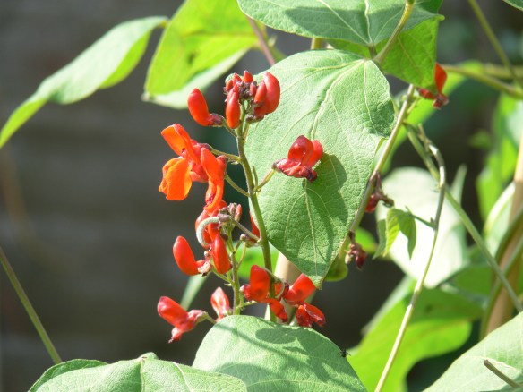 photos apr to july 2012 065