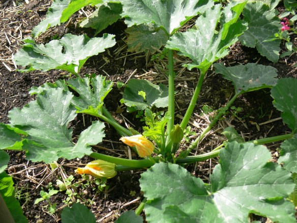 photos apr to july 2012 071