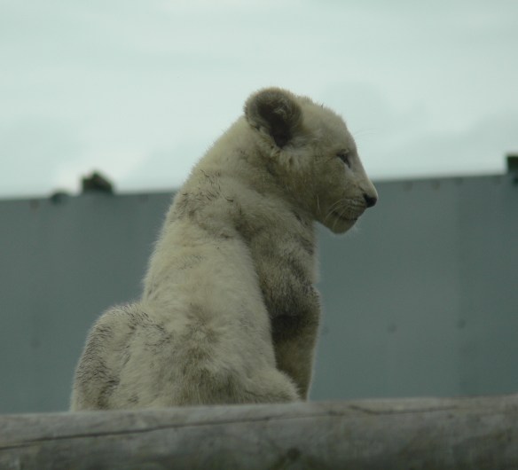 pitlands aug 2008 a 224 (2)