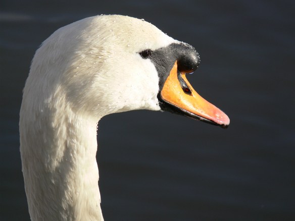swan close up