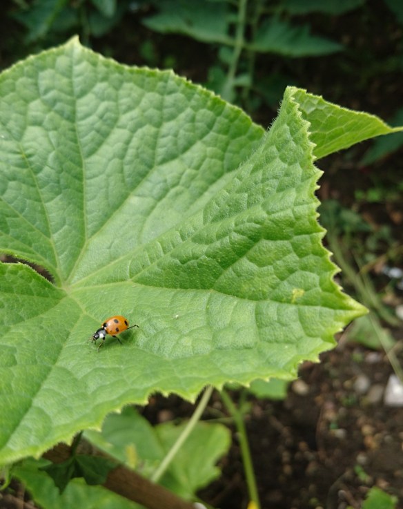 2016-06-30 11.17.09 (2)