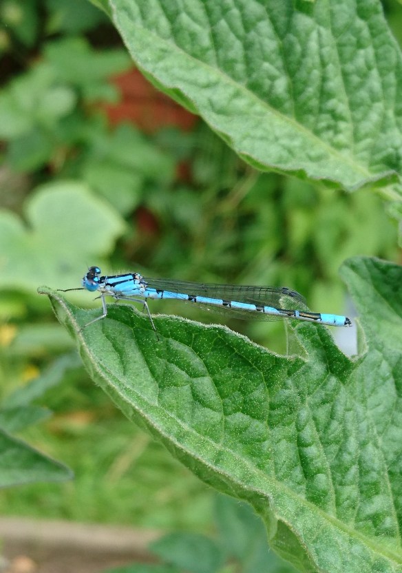 2016-07-06 11.22.44 (2)