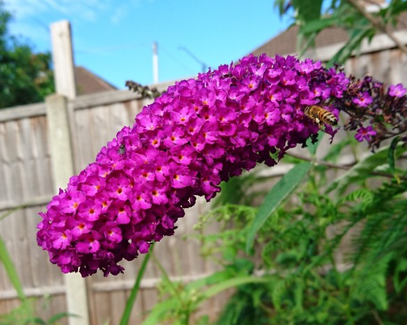 2016-07-13 09.03.59 (3)