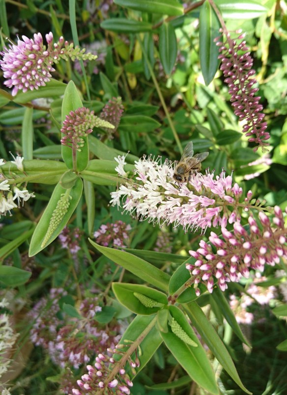 2016-08-10 15.36.27 (2)