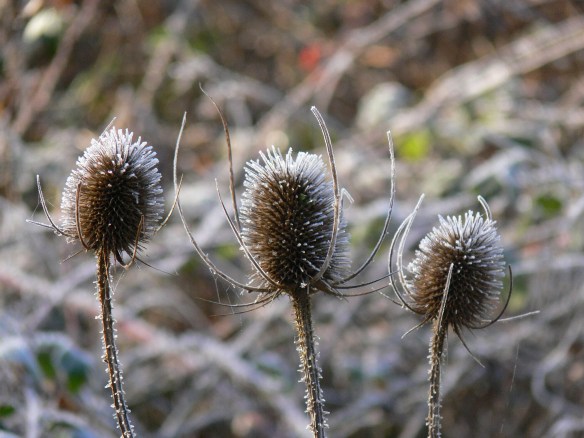 photos-jan-to-mar-2012-056